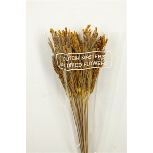 Dried Umbr. Sedge Big Leaf Yellow Bunch