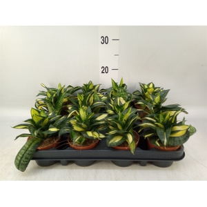 Sansevieria trifa. 'Hahnii'