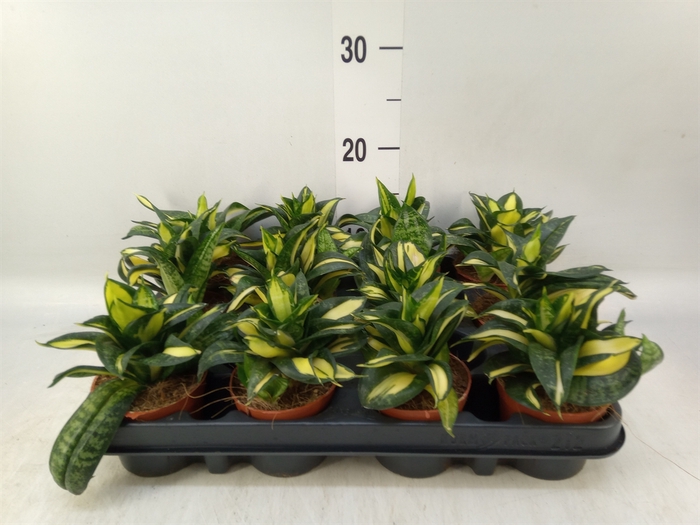 <h4>Sansevieria trifa. 'Hahnii'</h4>