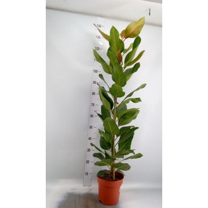 Ficus benghalensis 'Joy'