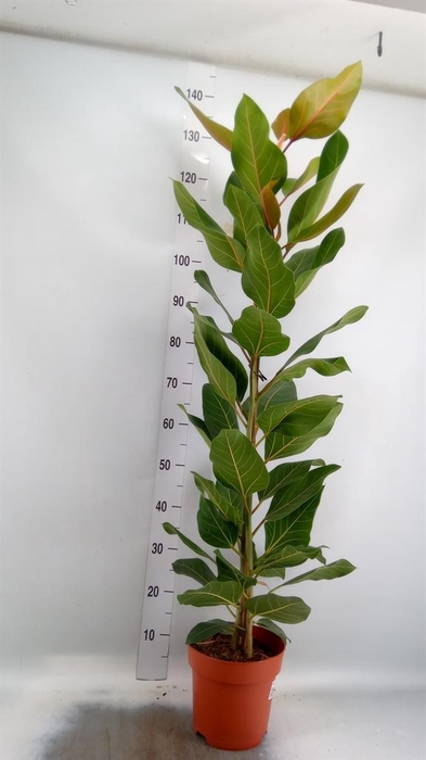 <h4>Ficus benghalensis 'Joy'</h4>