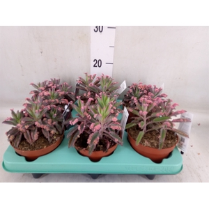 Kalanchoe NF   ...