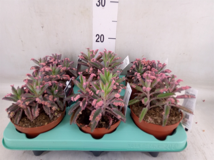<h4>Kalanchoe NF   ...</h4>