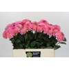 Dahlia Esli