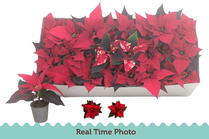 <h4>EUPHOR P GEM</h4>