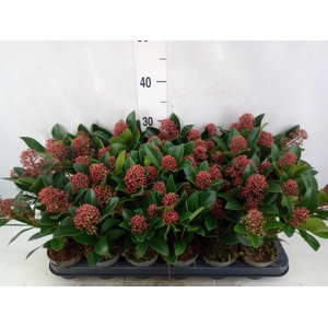 Skimmia jap. 'Rubella'