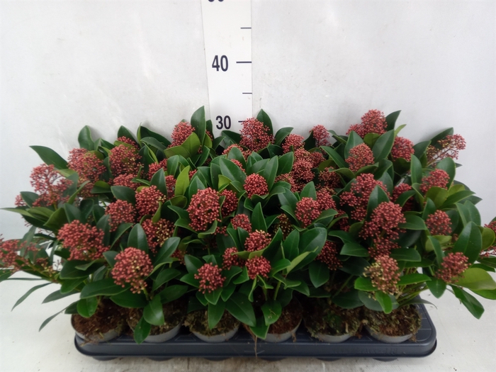 <h4>Skimmia jap. 'Rubella'</h4>