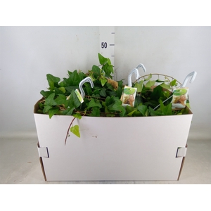 Hedera helix 'Mein Herz'