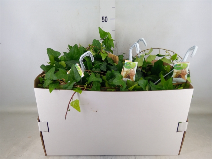 <h4>Hedera helix 'Mein Herz'</h4>