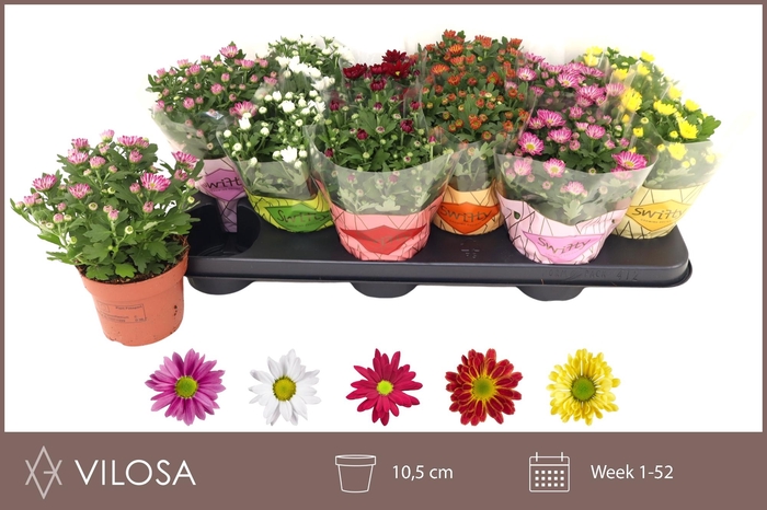 <h4>CHRYS SWIFTY GEM</h4>