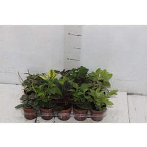 PEPEROMIA MINI P06 VARIADO