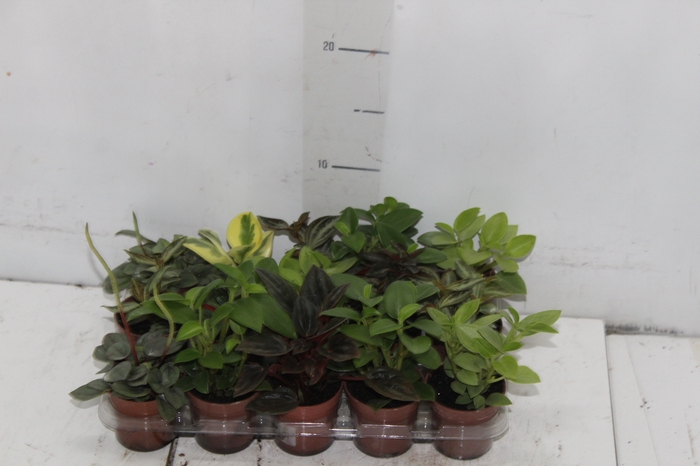 <h4>PEPEROMIA MINI P06 VARIADO</h4>