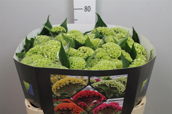 <h4>Cel C Act Verda</h4>