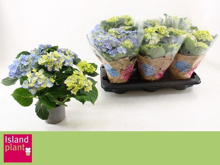 <h4>HYDR M EARLY BLUE</h4>