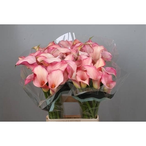 Calla Blushing Lady