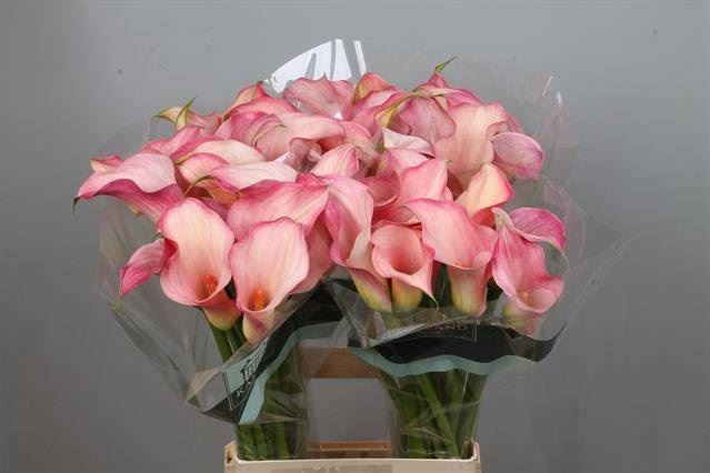 <h4>Calla Blushing Lady</h4>