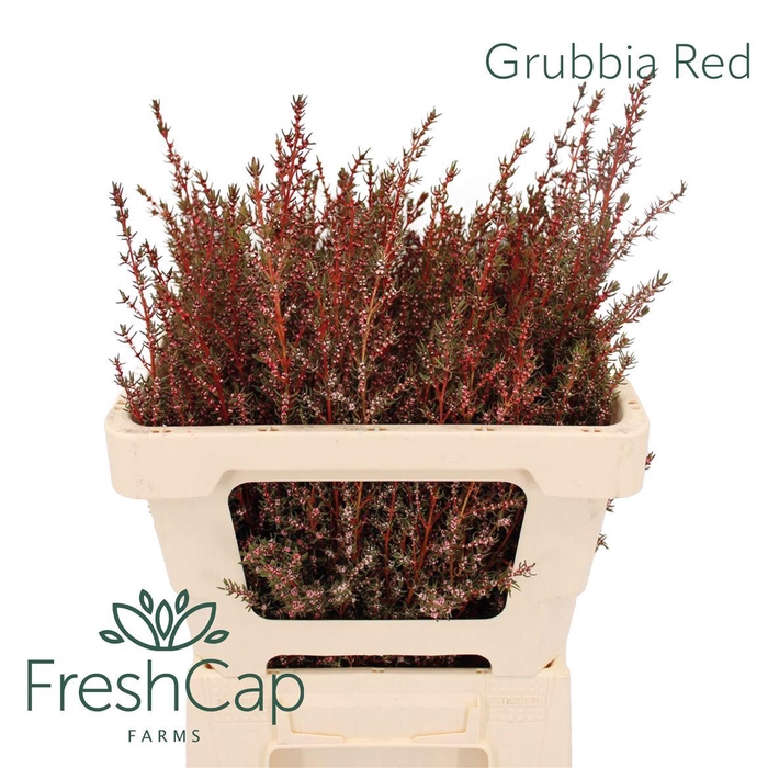 <h4>Grubbia Red</h4>