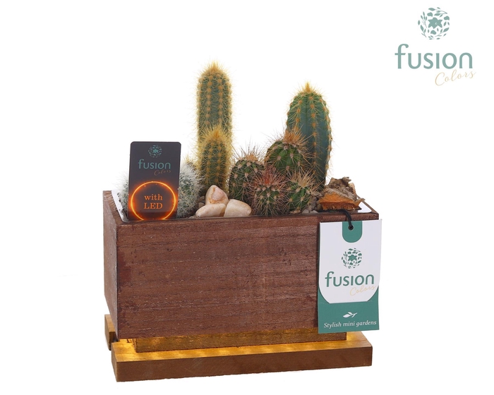 <h4>The Green Lighting Garden LED Small lang met Cactus</h4>