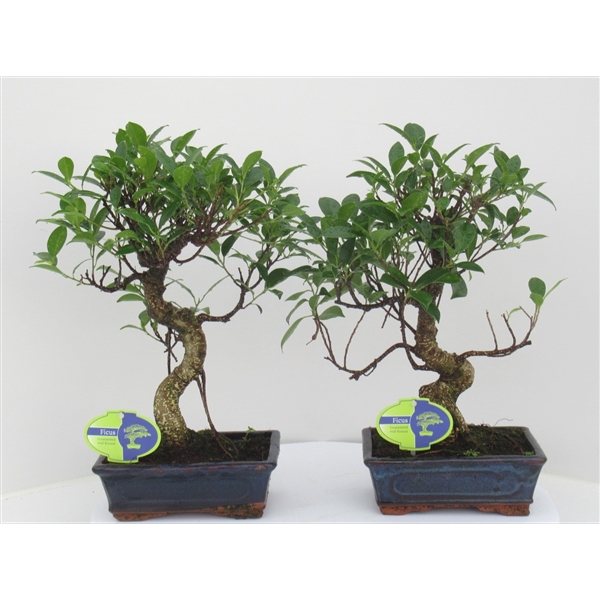 <h4>Ficus retusa, 20cm., shape, without drip tray</h4>