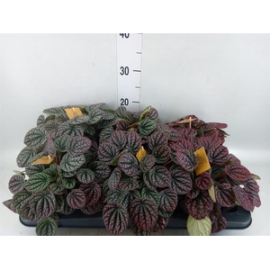 Peperomia