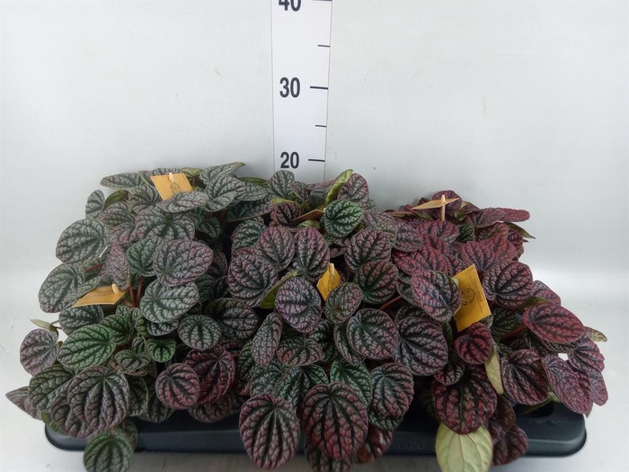 <h4>Peperomia</h4>