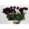 Dahlia Black Lars