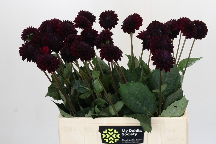 <h4>Dahlia Black Lars</h4>