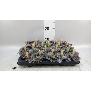 Tradescantia cerinth. 'Sweetness'