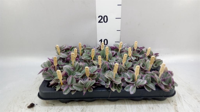 <h4>Tradescantia cerinth. 'Sweetness'</h4>