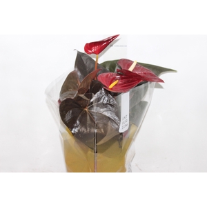 ANTHURIUM DELICATA P17