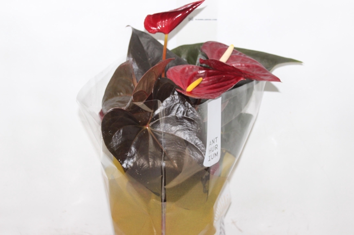 <h4>ANTHURIUM DELICATA P17</h4>