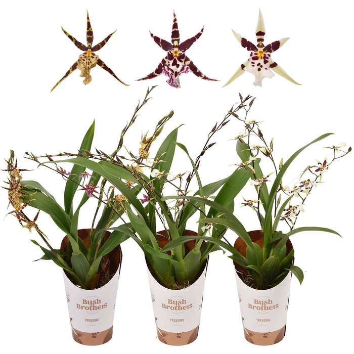 <h4>Oncidium</h4>