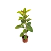 FICUS ALTISSIMA P17