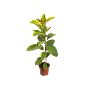 FICUS ALTISSIMA P17