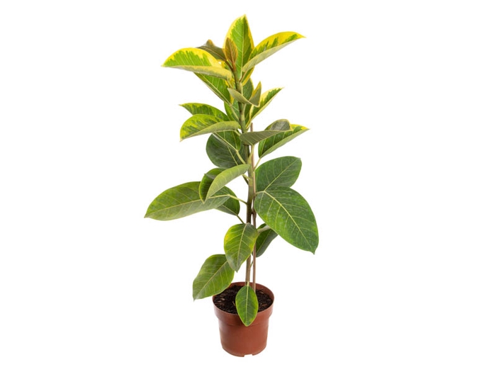 <h4>FICUS ALTISSIMA P17</h4>