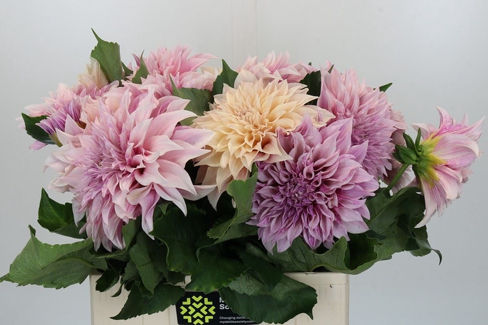 Dahlia DE 'Cafe au Lait'