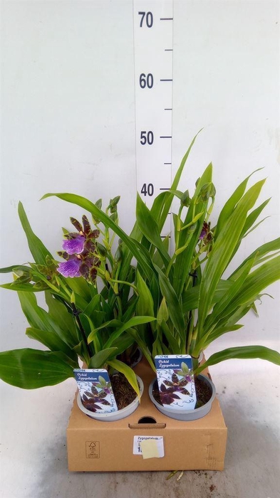 <h4>Zygopetalum  'Louisendorf'</h4>
