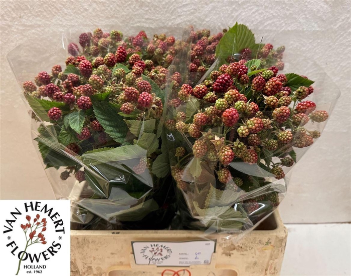 <h4>Rubus Fr Chester</h4>