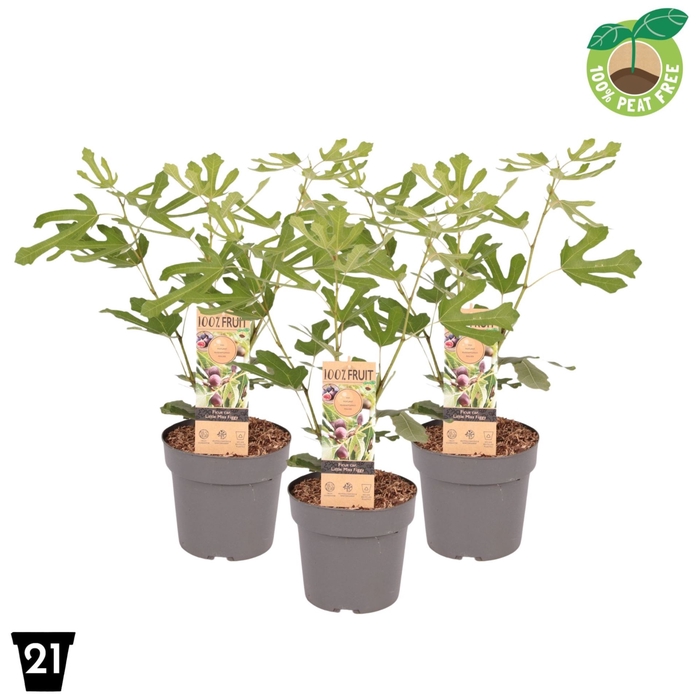 <h4>Ficus carica</h4>