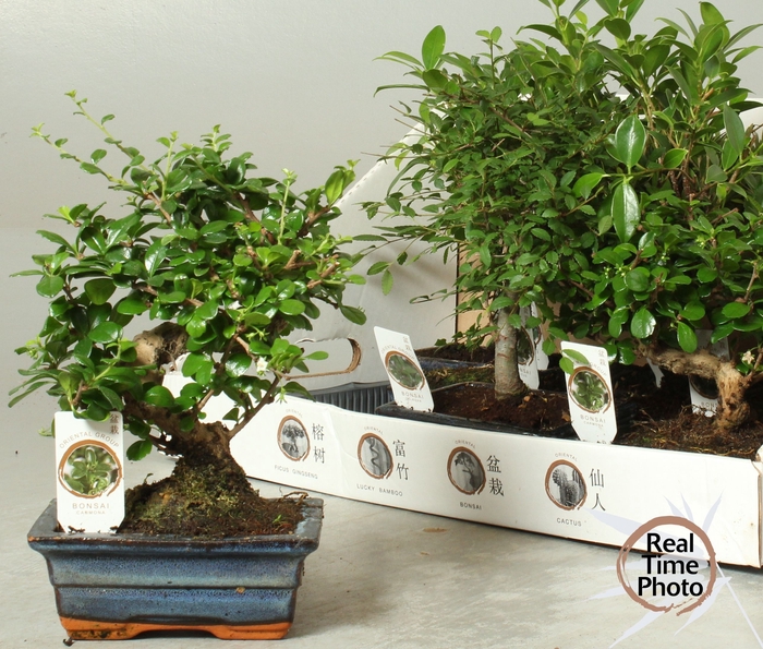 <h4>BONSAI GEM</h4>