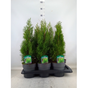 Thuja occid. 'Smaragd'