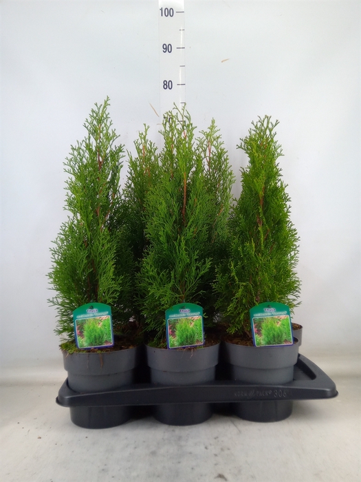 <h4>Thuja occid. 'Smaragd'</h4>