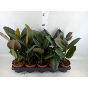 Ficus elastica 'Robusta'