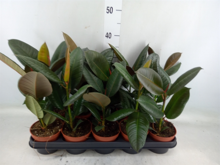 <h4>Ficus elastica 'Robusta'</h4>