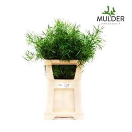 <h4>Asp Falcatus</h4>