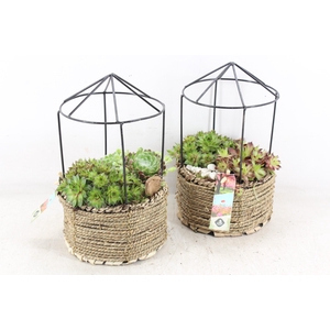 arr4 Semp JS - Gaashuis rond x3