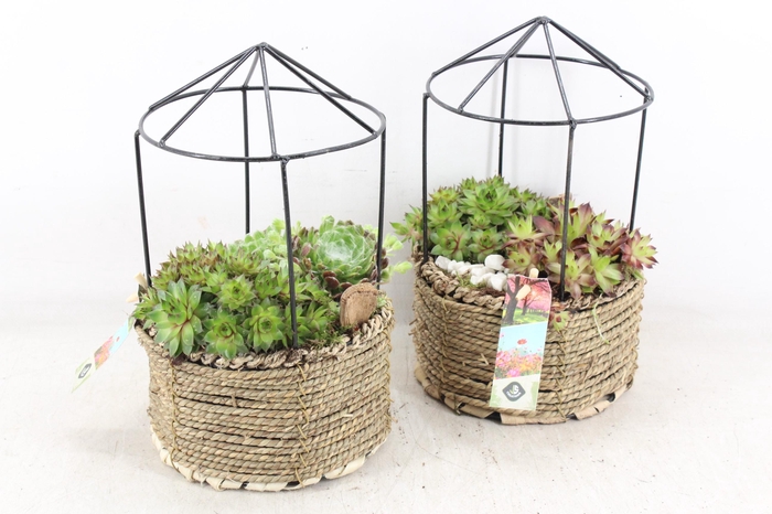 <h4>arr4 Semp JS - Gaashuis rond x3</h4>