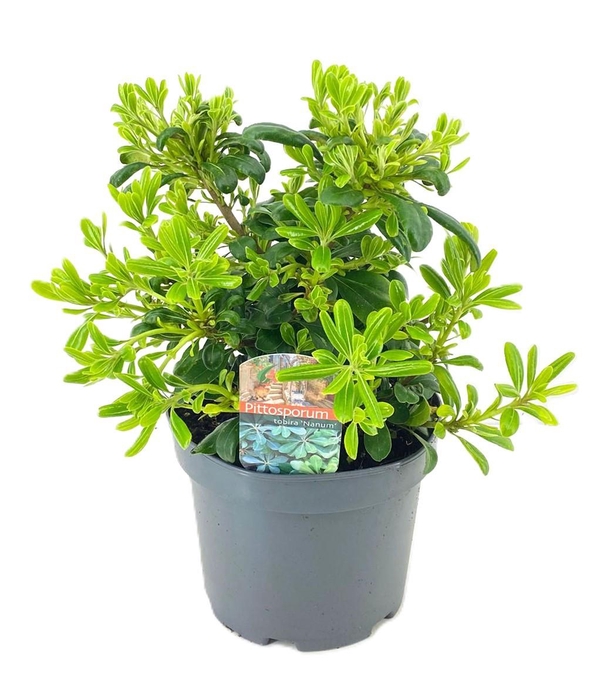 <h4>Pittosporum tobira nanum</h4>