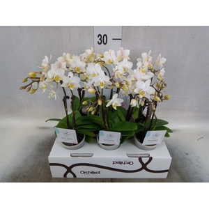 Phalaenopsis   ...mini