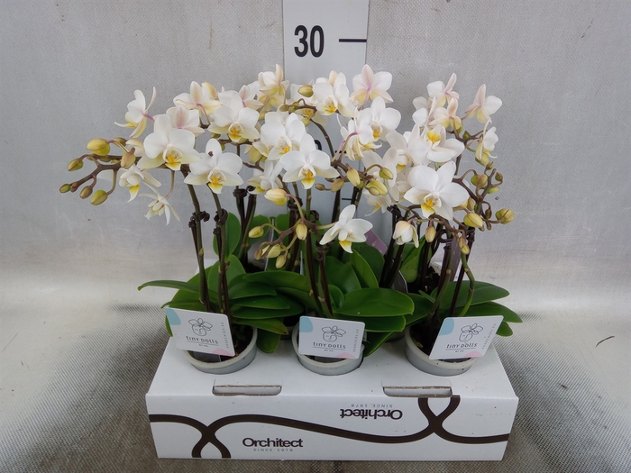 Phalaenopsis   ...mini